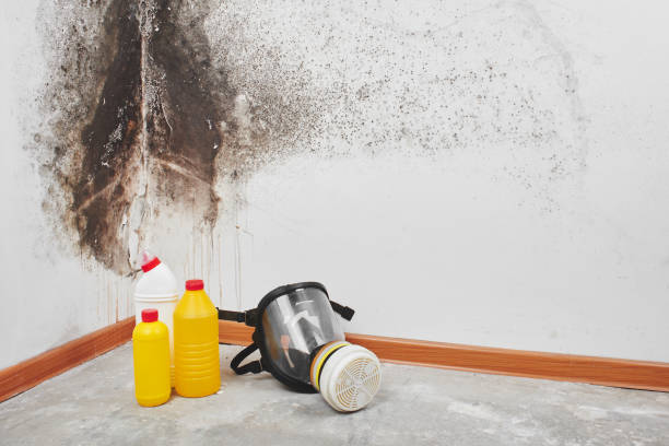 Best Mold Remediation for Schools in Brooklyn Park, MN