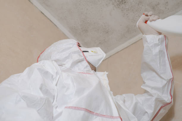 Best White Mold Remediation in Brooklyn Park, MN
