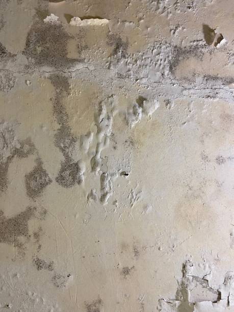 Best Basement Mold Remediation in Brooklyn Park, MN