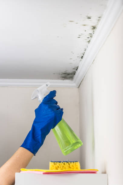 Best Mold Testing and Inspection Services in Brooklyn Park, MN